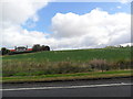 Field of winter crop, Westwood, Gauls