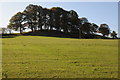 Trees on a knoll