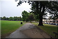 Lime trees, Faversham Recreation Ground