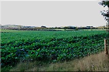 SK1928 : A Field of Kale on Fauld Lane by Mick Malpass