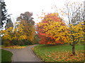 Autumn foliage in Petworth Park