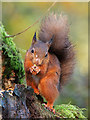 NX3457 : Red Squirrel by David Baird
