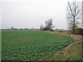 Field boundary with trees