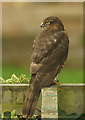 Female Sparrowhawk