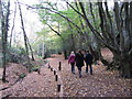 Woodland path near Haywards Heath