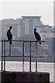 East India Dock Cormorants