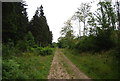 Sussex Border Path, Ditcham Woods