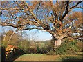 Oak Tree by Starvecrow Lane