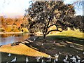 Birds near Queens Park Pond