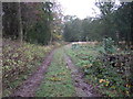 Track into lake Plantation