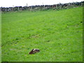 NO1245 : Hare feeding near Craigie by Maigheach-gheal