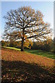 Oak tree near Tregare Mill