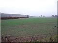 SK6971 : Farmland near Bevercotes Park by JThomas