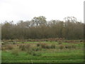 Willow Thickets in Bog bordering Top Flash