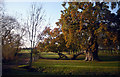 The College Oak, Radley Park