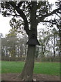 Tree with Owl nesting box attached