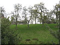 Old apple orchard at Sutton Hall Farm