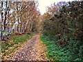 Former railway line at Rainworth