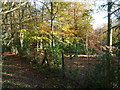 Autumn colours on the edge of Slade Wood