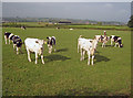 Cattle near Woodlinkin