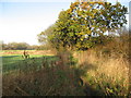 Footpath heading North into the Dane Valley