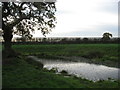 Farm pond in Grassland