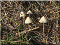 SK7029 : Fungus on the towpath by Alan Murray-Rust