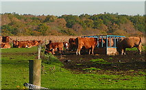 SU9486 : Cattle at Abbey Park Farm by Graham Horn