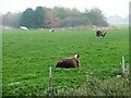 TA0580 : Cows grazing alongside the River Hertford by Christine Johnstone