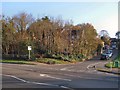 Trees in Spital Heath, Deepdene