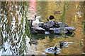 Cedars Park, Waltham Cross - Pond