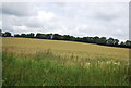 Wheat by the A272