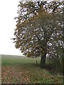 Tree And Footpath