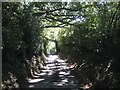 Narrow lane overhung by trees