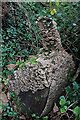 A fungi-covered log by the Ale Water