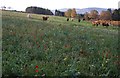 Spring flowers in autumn at Bishop Kinkell