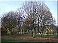 Trees beside the B1320, Peterlee