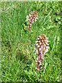 Butterbur (Petasites hybridus)