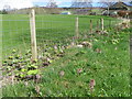 Butterbur, Tulliemet