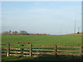 NZ4043 : Farmland near the A19 by JThomas