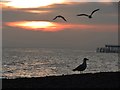 TQ8109 : Gulls on Pelham Beach by Oast House Archive