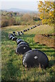 Black silage bales, Trothy valley