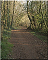 SS8683 : National Cycle Route 4 amidst trees at Cwm Ffos in late autumn by eswales