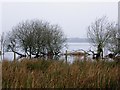 H9894 : Rushy ground, Lough Beg by Kenneth  Allen