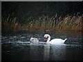 H9894 : Cygnet and swan, Lough Beg by Kenneth  Allen