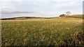 Grass field, Bankhead