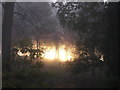 Grangewood Park from Grange Road, foggy morning