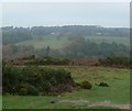 View across Ashdown Forest