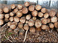 Wood grain patterns on pile by Bowles Farm