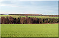 Field descending towards trees on Black Banks